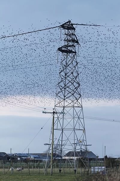 Common Starling (Sturnus vulgaris) flock, gathering before overnight roost on electricity pylon, Dumfries and Galloway