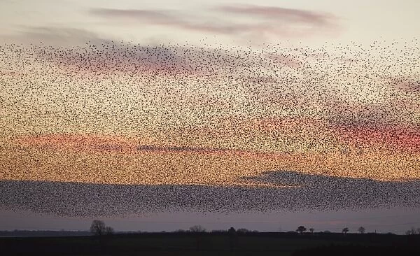 Common Starling (Sturnus vulgaris) flock, in roosting flight over farmland, silhouetted at sunset