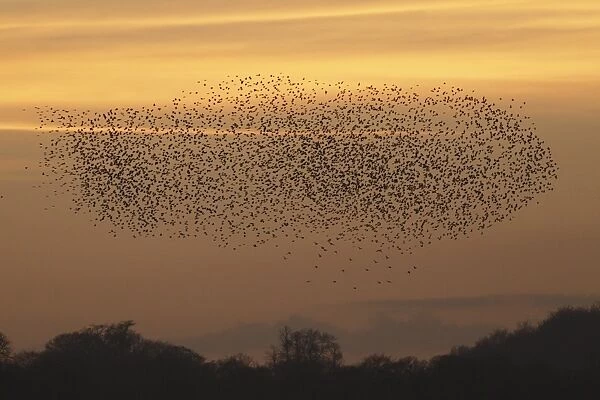 Common Starling (Sturnus vulgaris) flock, in flight, gathering to roost, above treeline at sunset, West Yorkshire