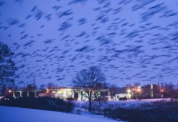 Common Starling (Sturnus vulgaris) flock, in flight, arriving to roost over petrol station at dusk, Gretna, Dumfries and Galloway, Scotland, december