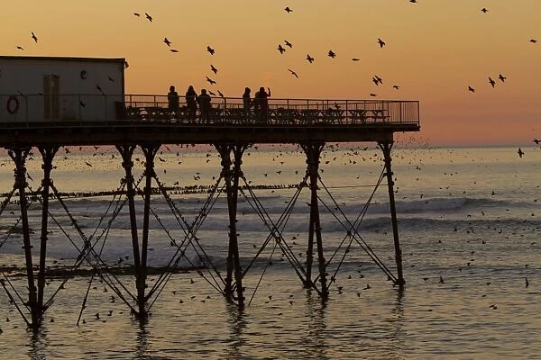 Common Starling (Sturnus vulgaris) flock, in flight, coming into roost over pier, silhouetted at sunset, Royal Pier
