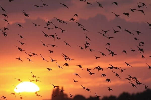 Common Starling (Sturnus vulgaris) flock, in flight, coming in to roost at site of former opencast coal mine