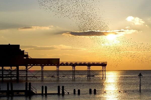 Common Starling Sturnus vulgaris flock, in flight, coming into roost over pier, silhouetted at sunset, Royal Pier