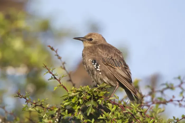 Framed Print : Common Starling (Sturnus vulgaris) immature, entering first winter plumage, perched in hawthorn, Suffolk, England, July Framed Print : Common Starling (Sturnus vulgaris) immature, entering first winter plumage, perched in hawthorn, Suffolk, England, July
