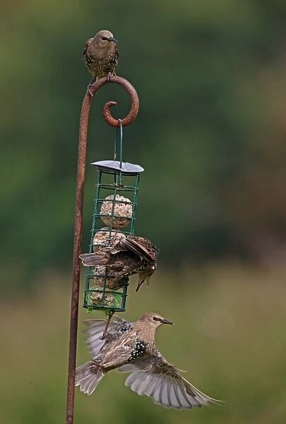 Common Starling (Sturnus vulgaris) three immatures, feeding and squabbling at fat feeder, Norfolk, England, august