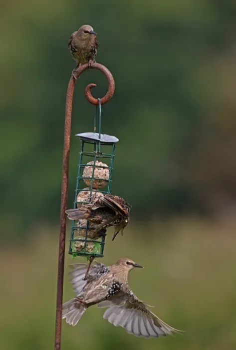 Framed Print : Common Starling (Sturnus vulgaris) three immatures, feeding and squabbling at fat feeder, Norfolk, England, august