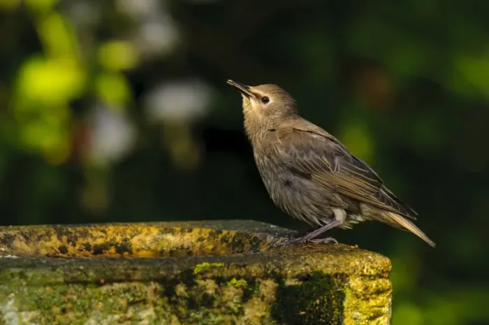 Framed Print : Common Starling (Sturnus vulgaris) juvenile, newly fledged, drinking at birdbath in garden, Thirsk, North Yorkshire