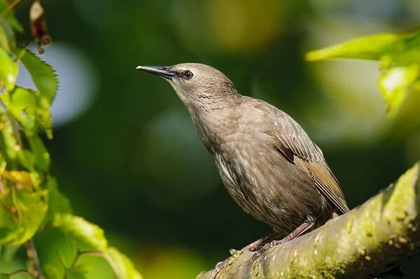Common Starling (Sturnus vulgaris) juvenile, newly fledged, perched on branch of ornamental cherry tree in garden