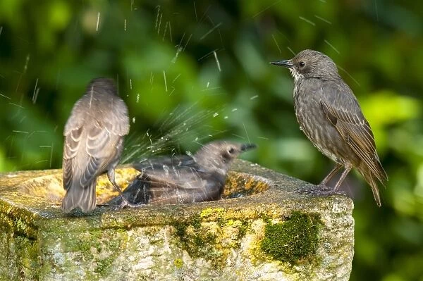 Common Starling (Sturnus vulgaris) three juveniles, newly fledged, bathing at birdbath in garden, Thirsk