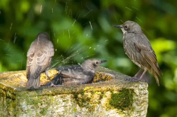 Framed Print : Common Starling (Sturnus vulgaris) three juveniles, newly fledged, bathing at birdbath in garden, Thirsk Framed Print : Common Starling (Sturnus vulgaris) three juveniles, newly fledged, bathing at birdbath in garden, Thirsk