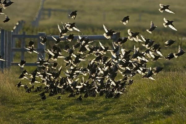 Common Starling (Sturnus vulgaris) juveniles, backlit flock, in flight, taking off, Cley, Norfolk, England, june