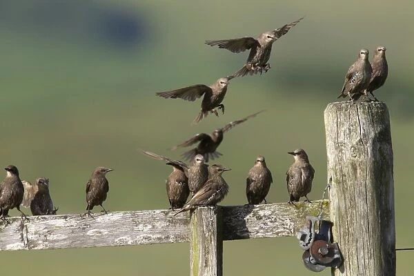 Common Starling (Sturnus vulgaris) juveniles, flock in flight and perched on fence, Lammermuir Hills, Scottish Borders