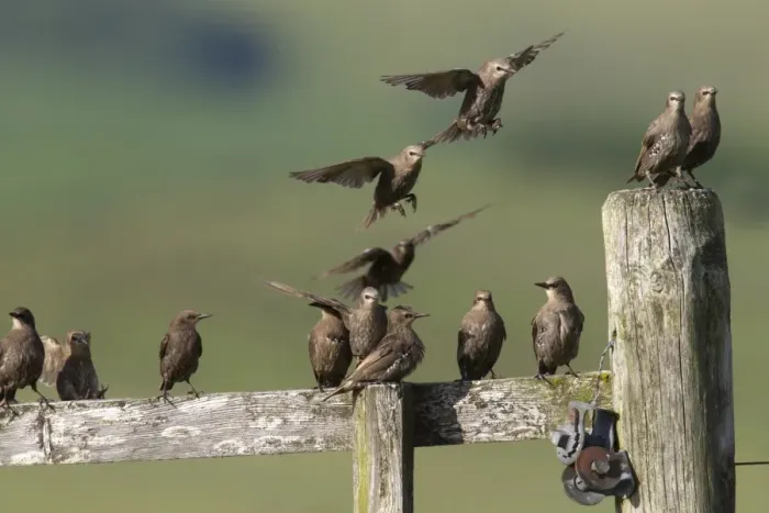 Framed Print : Common Starling (Sturnus vulgaris) juveniles, flock in flight and perched on fence, Lammermuir Hills, Scottish Borders Framed Print : Common Starling (Sturnus vulgaris) juveniles, flock in flight and perched on fence, Lammermuir Hills, Scottish Borders