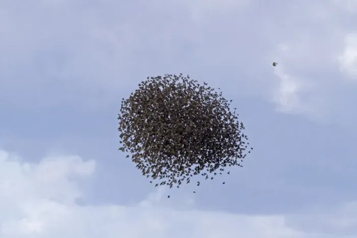 Framed Print : Common Starling (Sturnus vulgaris) and Spotless Starling (Sturnus unicolor) flock, in flight Framed Print : Common Starling (Sturnus vulgaris) and Spotless Starling (Sturnus unicolor) flock, in flight
