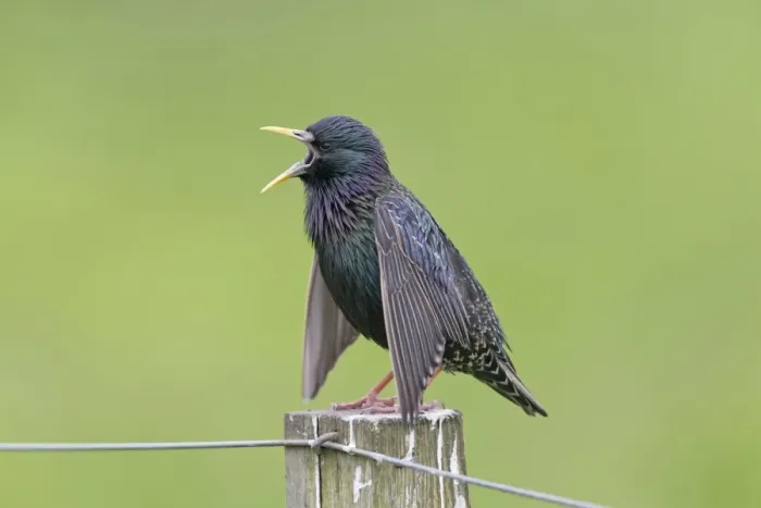 Framed Print : Common Starling (Sturnus vulgaris zetlandicus) Shetland race, adult male, breeding plumage, singing and displaying Framed Print : Common Starling (Sturnus vulgaris zetlandicus) Shetland race, adult male, breeding plumage, singing and displaying
