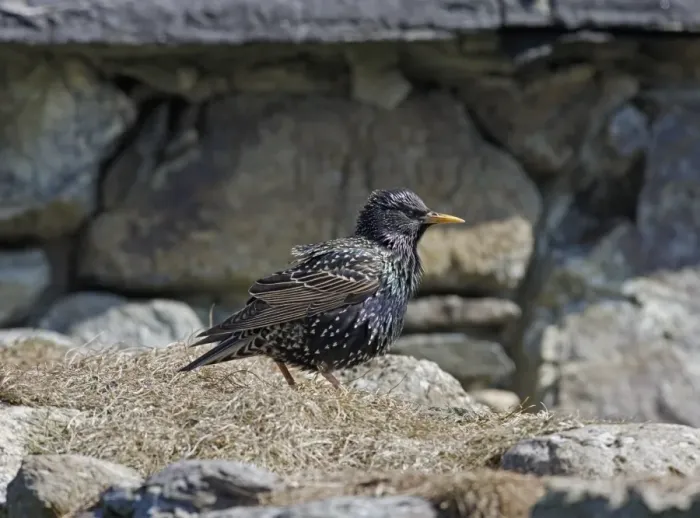 Framed Print : Common Starling (Sturnus vulgaris zetlandicus) Shetland race, adult, breeding plumage, standing on stone wall, Fetlar Framed Print : Common Starling (Sturnus vulgaris zetlandicus) Shetland race, adult, breeding plumage, standing on stone wall, Fetlar