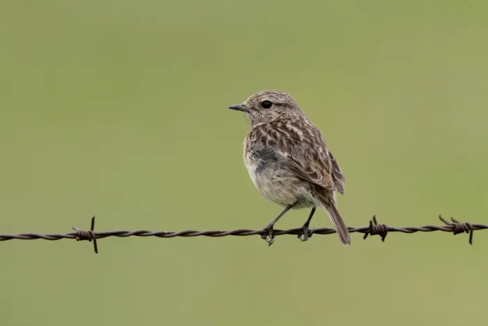 Framed Print : Common Stonechat male on barbed wire fence Framed Print : Common Stonechat male on barbed wire fence