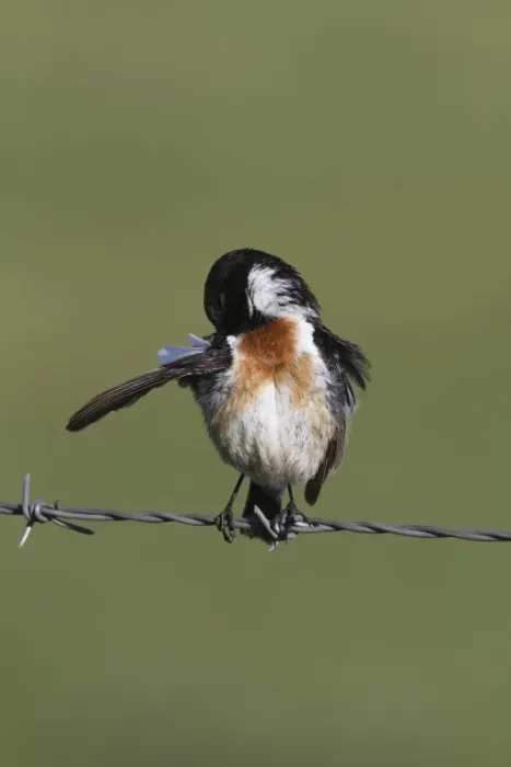Framed Print : Common Stonechat male on barbed wire fence preening Framed Print : Common Stonechat male on barbed wire fence preening