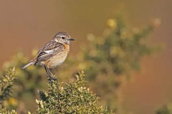 Framed Print : Common Stonechat (Saxicola torquata) adult female, perched on gorse, Dunwich Heath, Suffolk, England, april