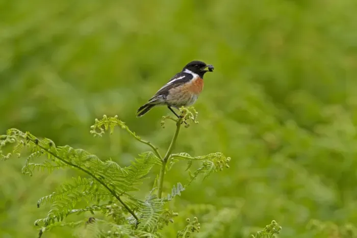 Framed Print : Common Stonechat (Saxicola torquata) adult male, feeding on Bilberry (Vaccinium sp. ) berry, perched on fern frond, Wales, june