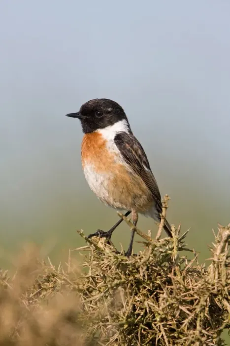 Framed Print : Common Stonechat (Saxicola torquata) adult male, summer plumage, perched on Gorse (Ulex europaeus) bush, Suffolk, England, june Framed Print : Common Stonechat (Saxicola torquata) adult male, summer plumage, perched on Gorse (Ulex europaeus) bush, Suffolk, England, june