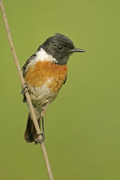 Common Stonechat (Saxicola torquata) adult male, perched on stem, Bulgaria, may