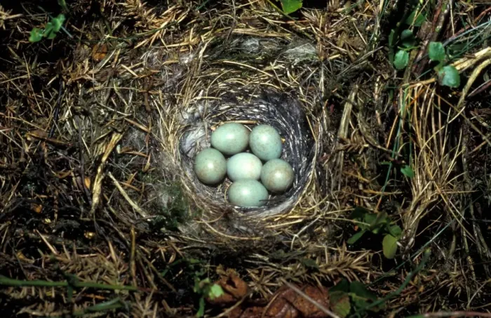 Framed Print : Common Stonechat (Saxicola torquata) six eggs in nest