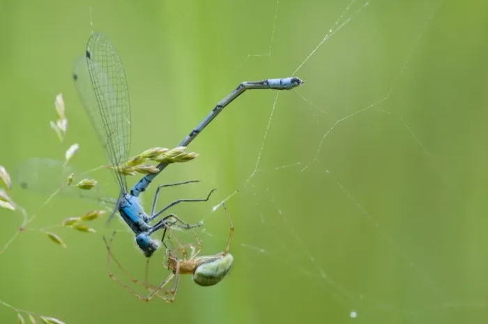 Framed Print : Common Stretch Spider (Tetragnatha extensa) adult, with Common Blue Damselfly (Enallagma cyathigerum) adult male Framed Print : Common Stretch Spider (Tetragnatha extensa) adult, with Common Blue Damselfly (Enallagma cyathigerum) adult male