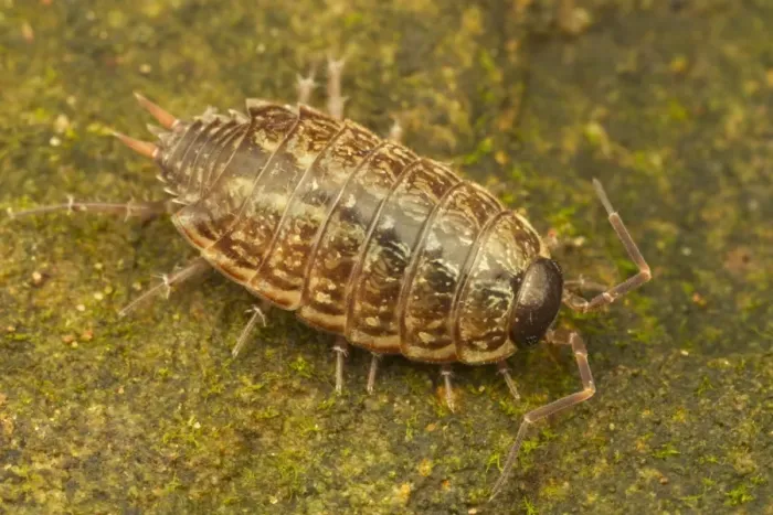 Framed Print : Common Striped Woodlouse (Philoscia muscorum) adult, resting on stone, Leicestershire, England, October Framed Print : Common Striped Woodlouse (Philoscia muscorum) adult, resting on stone, Leicestershire, England, October