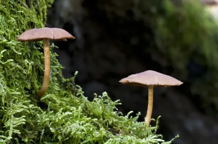 Framed Print : Common Stump Brittlestem (Psathyrella piluliformis) fruiting bodies, growing on moss covered tree stump Framed Print : Common Stump Brittlestem (Psathyrella piluliformis) fruiting bodies, growing on moss covered tree stump