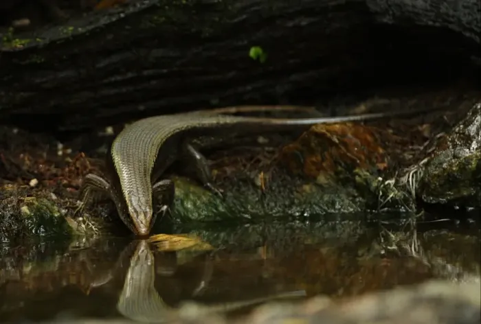 Framed Print : Common Sun Skink (Eutropis multifasciata) adult, drinking at forest pool, Kaeng Krachan N. P. Thailand, november