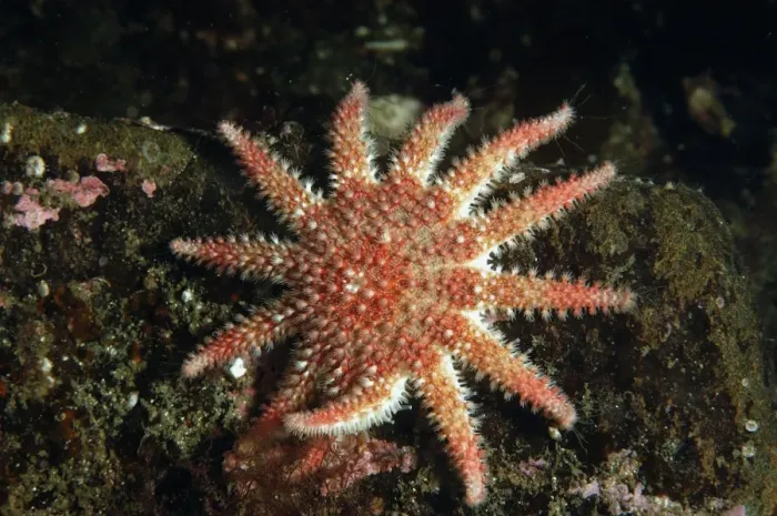 Framed Print : Common Sunstar (Crossaster papposus) adult, in sea loch, Loch Carron, Ross and Cromarty, Highlands, Scotland, June Framed Print : Common Sunstar (Crossaster papposus) adult, in sea loch, Loch Carron, Ross and Cromarty, Highlands, Scotland, June