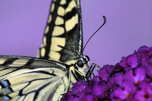Common Swallowtail (Papilio machaon) adult, feeding on Buddleia (Buddleja sp. ) flowers (captive)