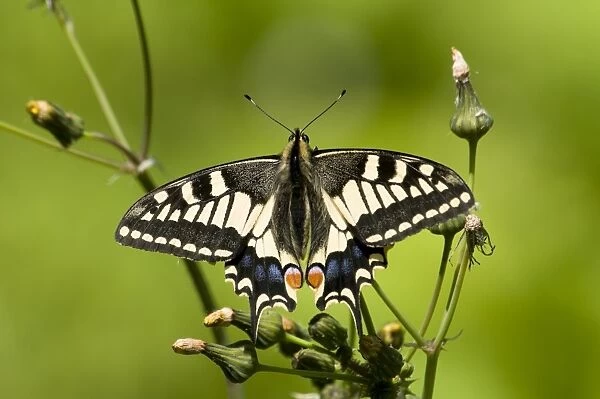 Common Swallowtail (Papilio machaon britannicus) British race, adult, resting on groundsel