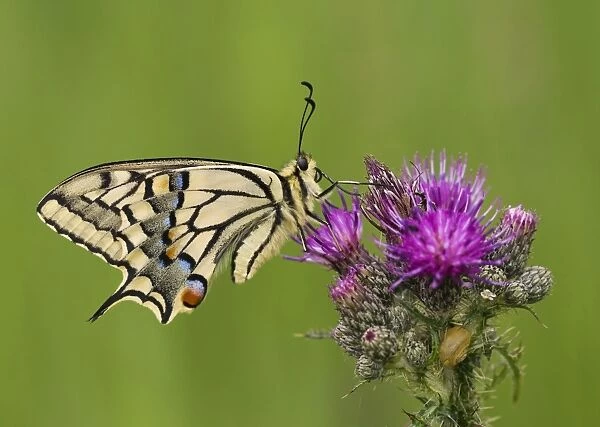 Common Swallowtail (Papilio machaon britannicus) British race, adult, resting on thistle flowers, Norfolk, England