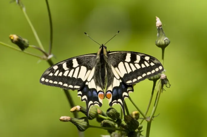 Framed Print : Common Swallowtail (Papilio machaon britannicus) British race, adult, resting on groundsel Framed Print : Common Swallowtail (Papilio machaon britannicus) British race, adult, resting on groundsel