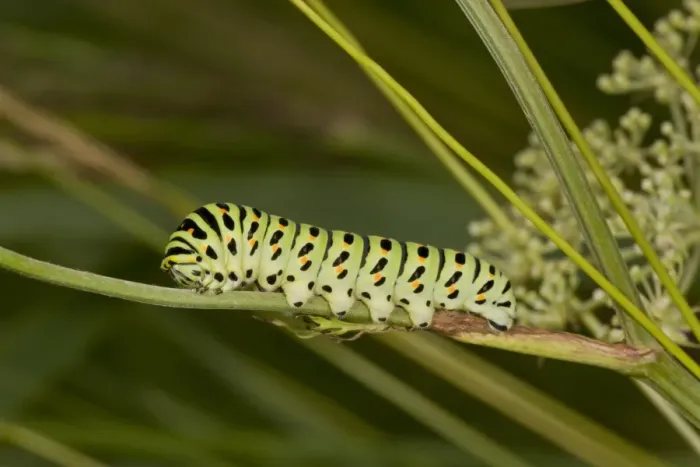 Framed Print : Common Swallowtail (Papilio machaon ssp. britannicus) caterpillar, on Milk Parsley (Peucedanum palustre) foodplant Framed Print : Common Swallowtail (Papilio machaon ssp. britannicus) caterpillar, on Milk Parsley (Peucedanum palustre) foodplant