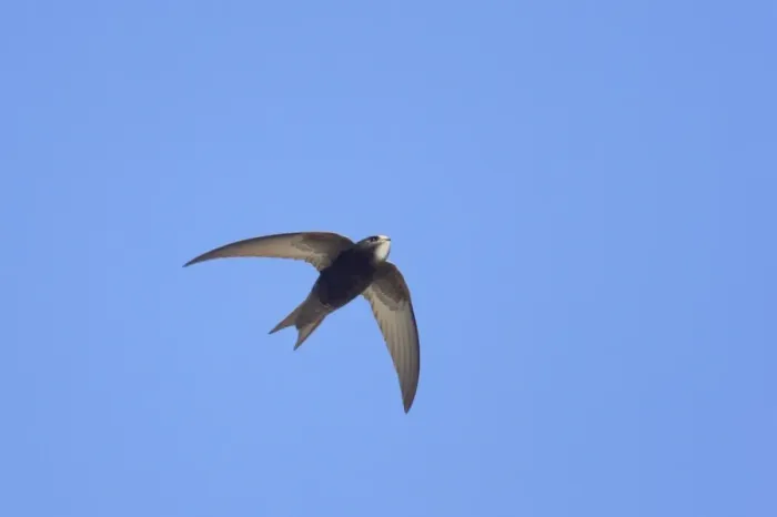 Framed Print : Common Swift (Apus apus) adult, in flight, Hailuoto Island, Oulu, Finland Framed Print : Common Swift (Apus apus) adult, in flight, Hailuoto Island, Oulu, Finland