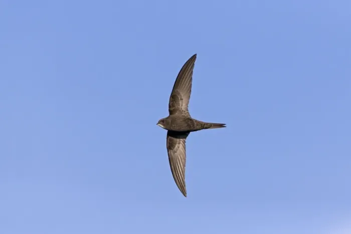 Framed Print : Common Swift (Apus apus) adult, in flight, Suffolk, England, May Framed Print : Common Swift (Apus apus) adult, in flight, Suffolk, England, May