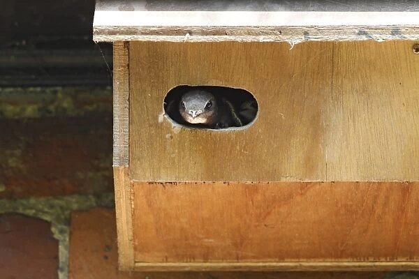 Common Swift (Apus apus) adult, at entrance to manmade nestbox, Norfolk, England, August