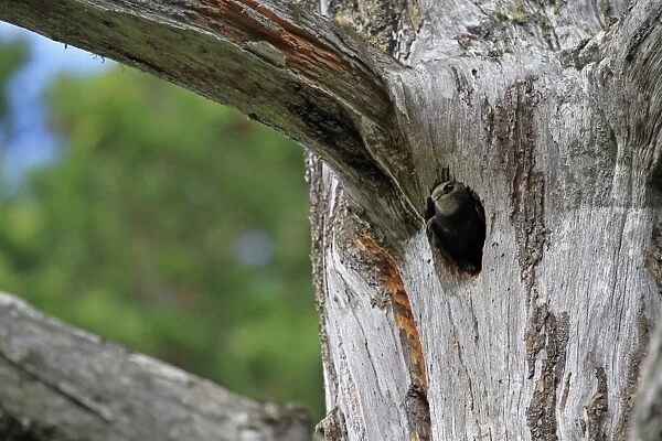 Common Swift (Apus apus) adult, nesting in Great Spotted Woodpecker (Dendrocopos major) nesthole in tree trunk