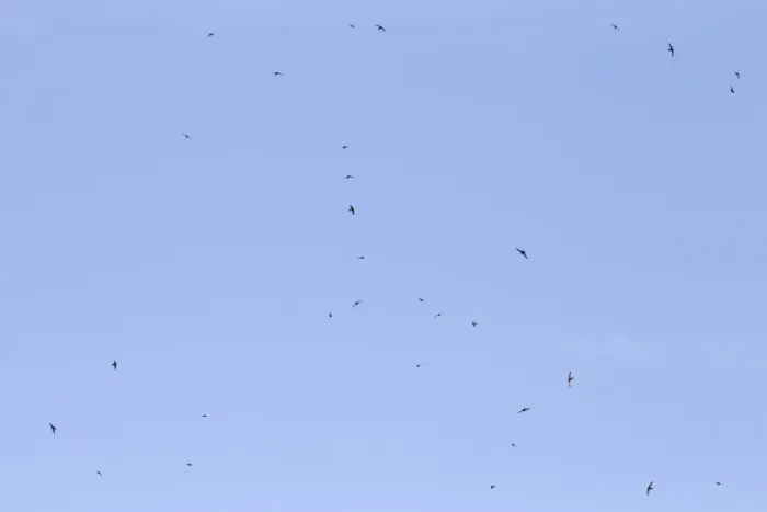 Framed Print : Common Swift (Apus apus) flock, in flight, feeding, Castilla y Leon, Spain, June Framed Print : Common Swift (Apus apus) flock, in flight, feeding, Castilla y Leon, Spain, June