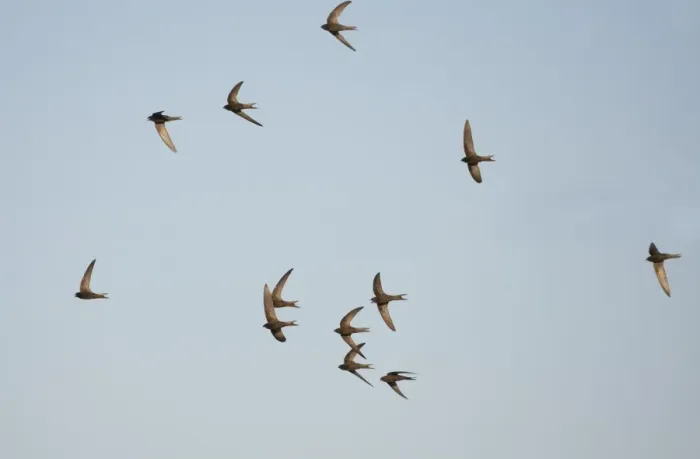 Framed Print : Common Swift (Apus apus) flock, screaming in flight, Northern Spain, july Framed Print : Common Swift (Apus apus) flock, screaming in flight, Northern Spain, july