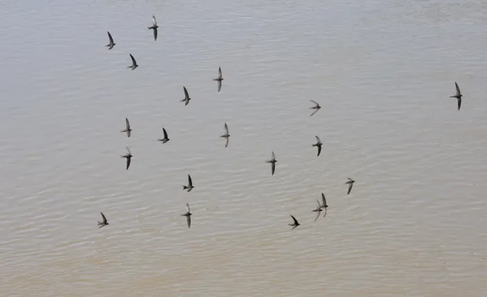 Framed Print : Common Swift (Apus apus) flock, in flight, screaming over water, Spain, june Framed Print : Common Swift (Apus apus) flock, in flight, screaming over water, Spain, june