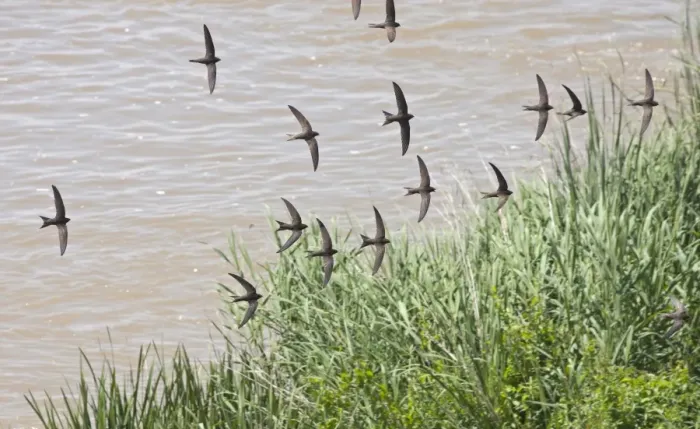 Framed Print : Common Swift (Apus apus) flock, in flight, screaming over water, Spain, june Framed Print : Common Swift (Apus apus) flock, in flight, screaming over water, Spain, june