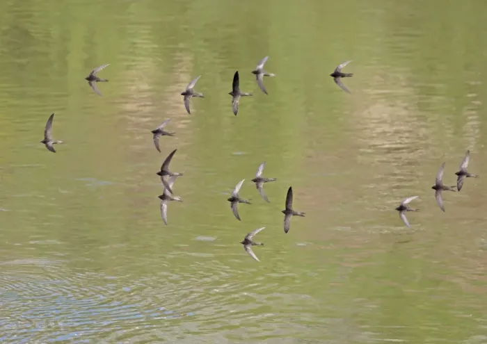 Framed Print : Common Swift (Apus apus) sixteen adults, flock in flight over water, Castilla y Leon, Spain, June Framed Print : Common Swift (Apus apus) sixteen adults, flock in flight over water, Castilla y Leon, Spain, June