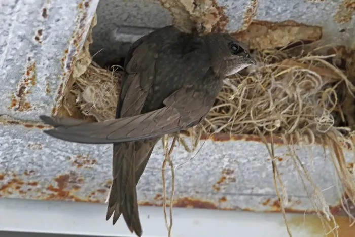 Framed Print : Common Swift at nest in rafter of building - Spain Framed Print : Common Swift at nest in rafter of building - Spain
