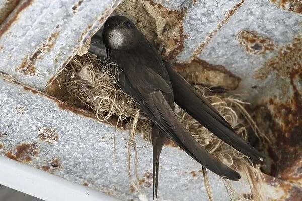 Common Swift at nest in rafter of building - Spain