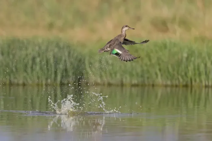 Framed Print : Common Teal (Anas crecca) adult female, in flight, taking off from pond, Suffolk, England, September Framed Print : Common Teal (Anas crecca) adult female, in flight, taking off from pond, Suffolk, England, September