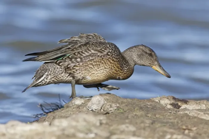 Framed Print : Common Teal (Anas crecca) adult female, walking on island at edge of water, Suffolk, England, August Framed Print : Common Teal (Anas crecca) adult female, walking on island at edge of water, Suffolk, England, August